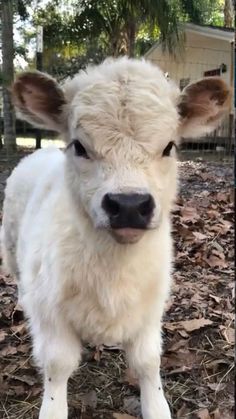 a small white calf standing on top of dry leaves