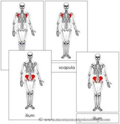 four different views of the human body with muscles highlighted in red and white, including the upper half of the skeleton