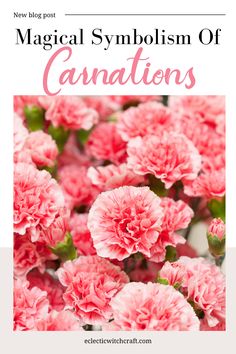 pink carnations with text overlay that reads, the magic symbolism of canaan