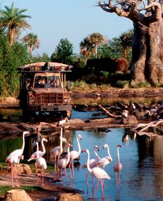 a group of flamingos are standing in the water near some trees and a truck