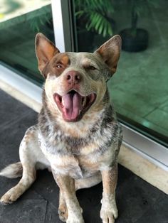 a brown and white dog sitting in front of a glass door with its mouth open