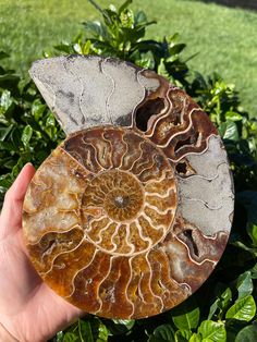 a person holding up two fossils in their hand on top of some green plants