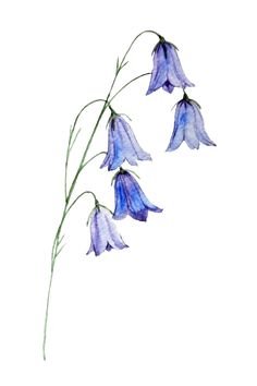 three blue flowers with green stems against a white background, watercolor drawing or ink