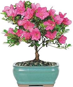 a potted plant with pink flowers in it