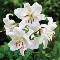 white lilies are blooming in the garden