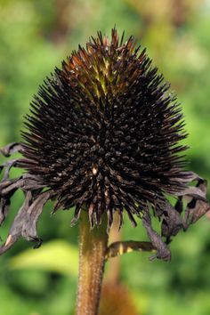 a close up of a flower on a plant with lots of leaves in the background