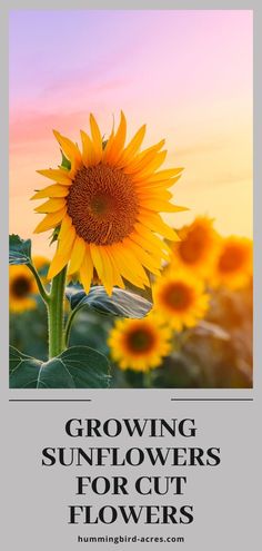 a large sunflower with the words growing sunflowers for cut flowers on it