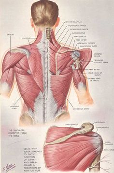 CAUTION: Soreness After a Chiropractic Neck Adjustment? Punkty Spustowe, Shoulder Anatomy, Human Muscle Anatomy, Yoga Anatomy, Human Anatomy And Physiology, Medical Anatomy