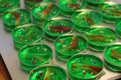 many green plates filled with different types of bugs and caterpillars on them