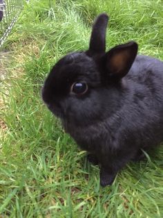 a small black rabbit sitting in the grass