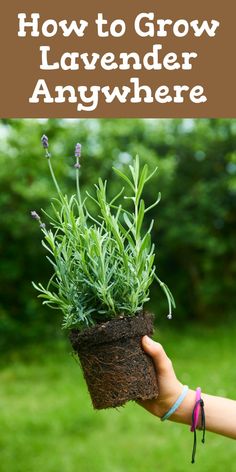 a person holding a potted plant in their hand with the words how to grow lavender anywhere