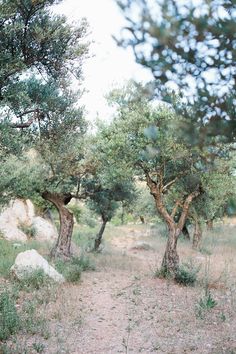 several trees in an open field with rocks and grass