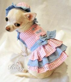 a small dog wearing a pink and blue dress