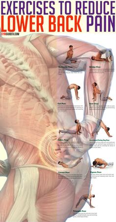 Back pain is one of the most common gym woes, and it has the power to not only ruin your workout, but make every part of your day difficult if you aren’t careful. Luckily, knowing the common causes of back pain can give you a good idea of what not to do in the weights room.Here’s a look at how to avoid hurting your back in the gym. Good form isn’t just a way of targeting the right muscles as well as possible; it’s also key to keeping your body in proper alignment and reducing the risk of injury. Bolesti Chrbta, Trening Sztuk Walki, Lower Back Pain Exercises, Gym Workout Chart, Abs Workout Gym, Lower Back Exercises, Relieve Back Pain, Easy Yoga Workouts, Body Workout Plan