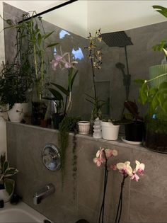 several potted plants sit on the ledge of a bathtub next to a sink