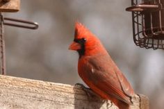 a red bird sitting on top of a wooden post next to a cage filled with birds