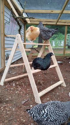 chickens are standing on ladders in the dirt