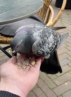 a person feeding a pigeon on top of a table