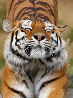 a close up of a tiger on the ground