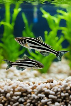 two black and white striped fish swimming in an aquarium with gravel, rocks and plants