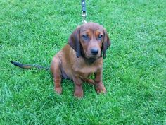 a small brown dog sitting on top of a lush green grass covered field next to a leash