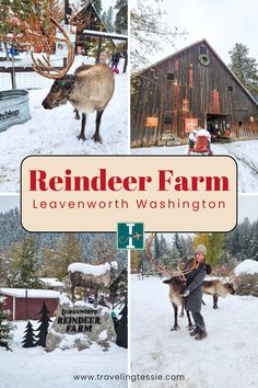 the reindeer farm in leavenworth, washington is one of the best places to visit