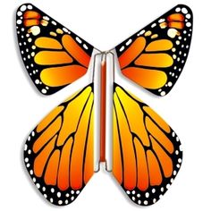 an orange and black butterfly with white dots on it's wings, facing opposite directions