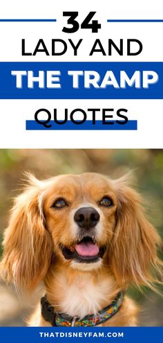 dog Lady And The Tramp Quotes, The Lady And The Tramp, Romantic Funny