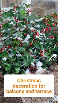 christmas decoration for balcony and terrace with holly plants covered in snow, text overlay reads christmas decoration for balcony and terrace