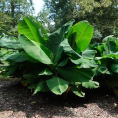 large green plants growing on the ground in a garden area with mulchy grass and trees behind them