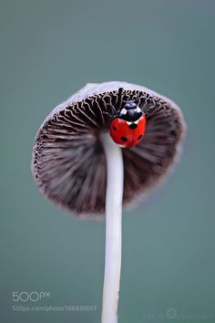 a close up of a mushroom with a ladybug on it