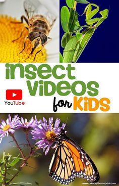 the insect videos for kids are here