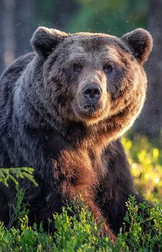 a large brown bear sitting in the grass