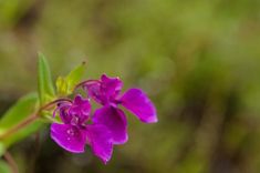 a purple flower with green leaves in the foreground and blurry grass in the background