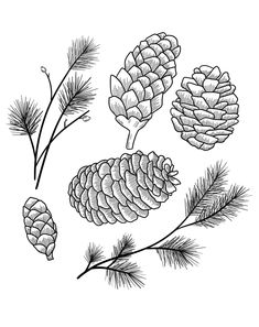 pine cones and needles are shown in this black and white drawing