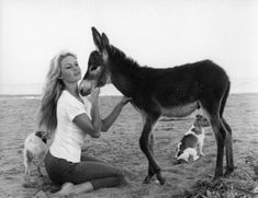 a woman sitting in the sand with two dogs and a donkey standing next to her