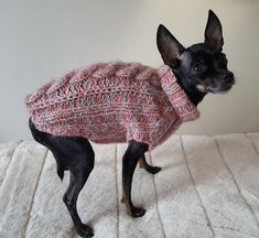 a small dog wearing a sweater on top of a bed