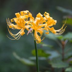 a yellow flower is blooming in the garden