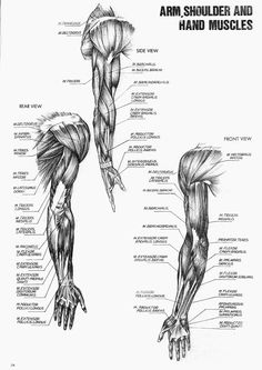 the arm and hand muscles are shown in this diagram, with labels on each side