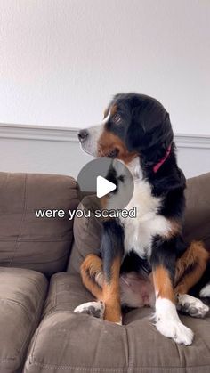 a dog sitting on top of a brown couch