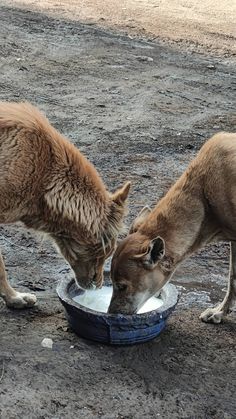 two dogs are drinking water from a bowl