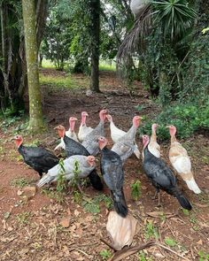 a group of turkeys standing around in the woods