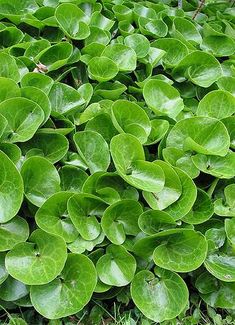 green leaves are growing in the grass