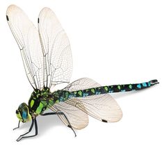 a green and blue dragonfly sitting on top of a white surface with wings spread out