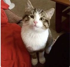 a grey and white cat sitting on top of a couch