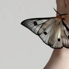 a white butterfly sitting on the arm of a woman