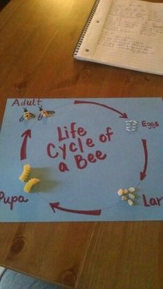 the life cycle of a bee on a piece of paper