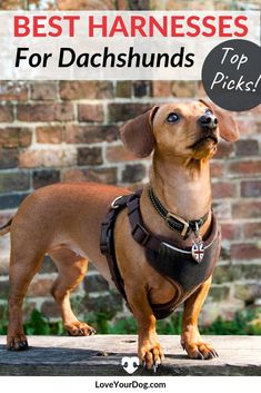 a small brown dog wearing a harness with the words best harnesses for dachshunds