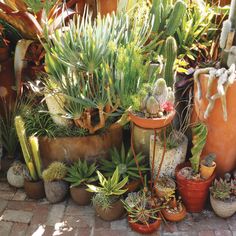 many different types of plants in pots on the ground