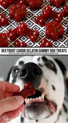 a dog is chewing on some gummy treats